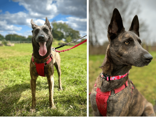 Mia has been at the rescue almost her whole life, and needs a very special home (NationalWorld/RSPCA)