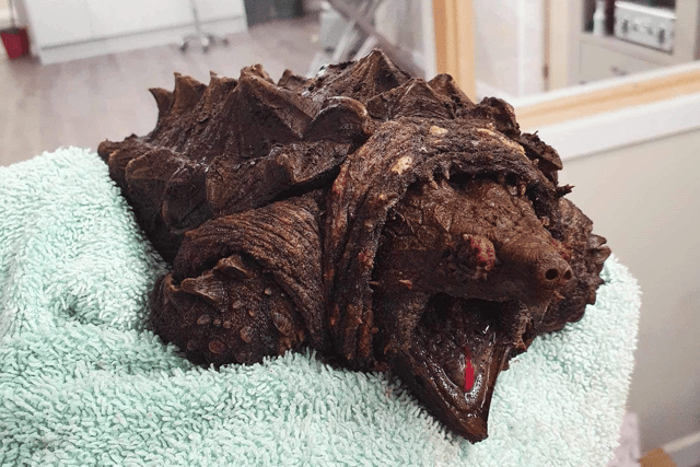 The snapping turtle has been named 'Fluffy' by his carers (Photo: WildSide Vets/Supplied)