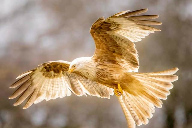 Two of the beautiful 'white' red kites were spotted at once on Wednesday (Photo: Paul Way/Gigrin Farn/Supplied)