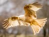 Gigrin Farm: Incredibly rare 'white' red kites stun bird lovers at Welsh bird of prey farm