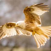 Two of the beautiful 'white' red kites were spotted at once on Wednesday (Photo: Paul Way/Gigrin Farn/Supplied)