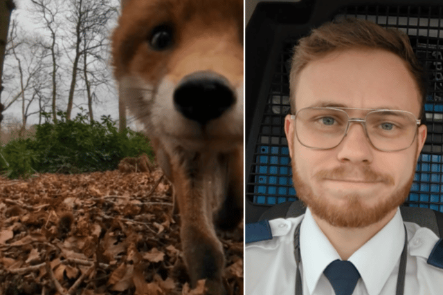 The cheeky fox grabbed her rescuer's camera and took off (Photos: RSPCA/Supplied)