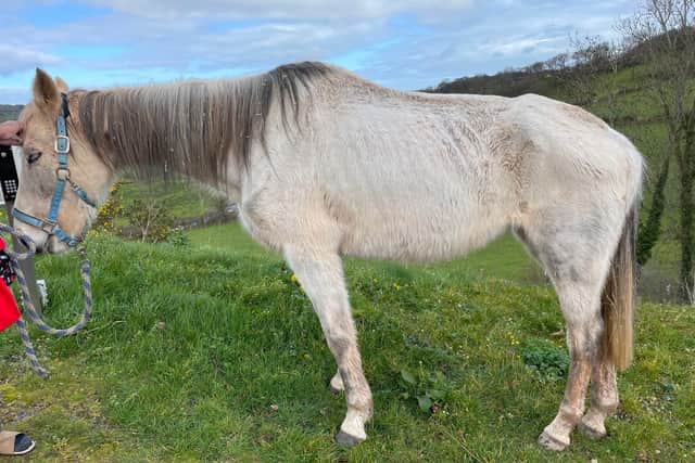 Another horse recently loaned by Fairy was also found to be in poor condition (Photo: RSPCA/Supplied)