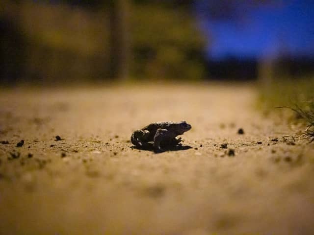 As spring nears, toads wake up from their winter slumber and hit the streets en masse, as they search for new homes and mates (Photo: JAMES ARTHUR GEKIERE/BELGA MAG/AFP via Getty Images)