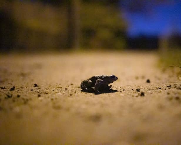 As spring nears, toads wake up from their winter slumber and hit the streets en masse, as they search for new homes and mates (Photo: JAMES ARTHUR GEKIERE/BELGA MAG/AFP via Getty Images)