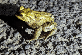 The toads are on the move in Charlcombe (Photo: Victoria Mounsey/Charlcombe Toad Rescue Group)