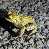 The toads are on the move in Charlcombe (Photo: Victoria Mounsey/Charlcombe Toad Rescue Group)
