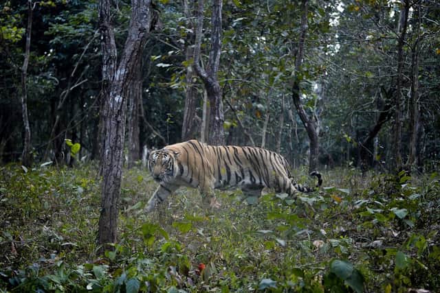 To begin with, four tigers will be imported from India (Photo: DIPTENDU DUTTA/AFP via Getty Images)