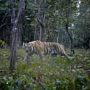 To begin with, four tigers will be imported from India (Photo: DIPTENDU DUTTA/AFP via Getty Images)