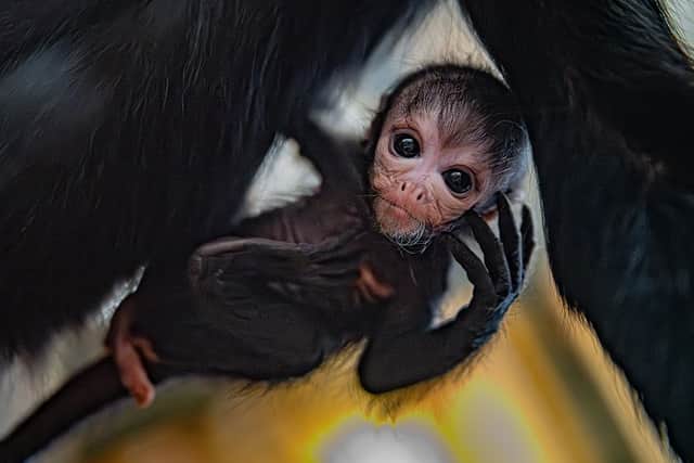 The tiny newborn has been named 'Olive' (Photo: Chester Zoo/Supplied)