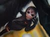 Chester Zoo: Visitors get first glimpse of tiny newborn spider monkey 'Olive'