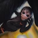 The tiny newborn has been named 'Olive' (Photo: Chester Zoo/Supplied)