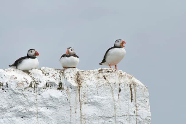 Puffins perching on the Farne Islands, cared for by the National Trust (Photo: National Trust/Nick Upton/SWNS)