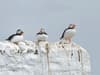 Birds: National Trust puffin hotspot the Farne Islands to reopen after two years of bird flu