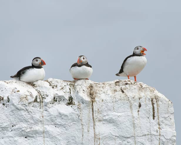 Puffins perching on the Farne Islands, cared for by the National Trust (Photo: National Trust/Nick Upton/SWNS)