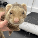 The ferret was trembling when found by rescuers (Photo: Scottish SPCA)