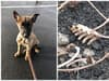 RSPCA: County Durham couple sentenced after investigation exposes horrific animal abuse crimes including killing and burning a puppy