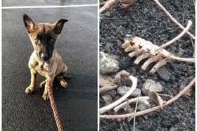 A couple have been disqualified from keeping all animals following a string of animal welfare offences - which included setting a dog on a chicken, riding a small lame pony, beating another dog, and killing and burning the remains of a puppy.
John Cameron Lindop, 22, of Albion Hill, Hepworth, Doncaster, and Lucy Elizabeth Melrose, 23, of Hawthorne Road, Ferryhill, County Durham, were sentenced at Durham Crown Court last week