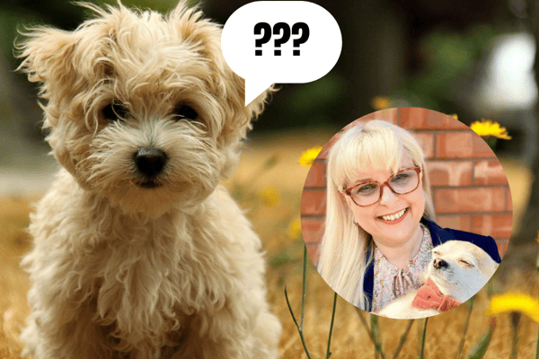 Beth Lee-Crowther (inset) will be helping pet owners discover why their animals are having problems in Channel 5's new series, "The Pet Psychic" (Credit: Getty/The College of Psychic Studies)