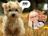 Beth Lee-Crowther (inset) will be helping pet owners discover why their animals are having problems in Channel 5's new series, "The Pet Psychic" (Credit: Getty/The College of Psychic Studies)