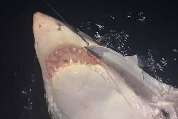 The great white shark caught by Blackpool dad Gus Smith while on holiday in New Zealand. Picture: Gus Smith