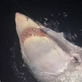 The great white shark caught by Blackpool dad Gus Smith while on holiday in New Zealand. Picture: Gus Smith