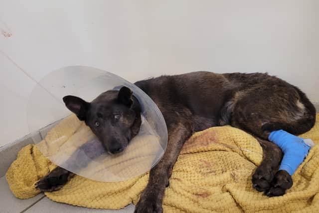 Vets say Deli had wounds on all four of her legs (Photo: RSPCA/Supplied)