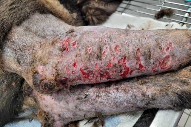Many of her wounds were infected (Photo: RSPCA/Supplied)