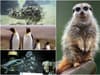16 of the best obscure animal facts: from swimming sloths to proposal pebbles - amazing facts