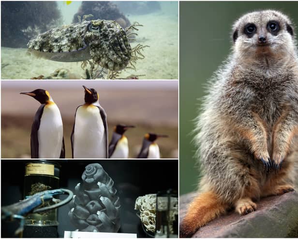 Cuttlefish, penguins and tardigrades all feature in our 'obscure' animal fact round-up! (Photos: Getty Images)