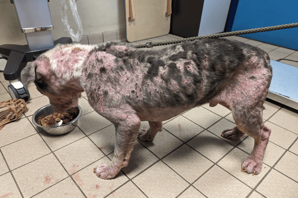 Enzo has lost much of his fur to suspected demodex mange (Photo: RSPCA/Supplied)