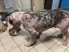 RSPCA: Investigation as bully-type dog abandoned near canal left unrecognisable by severe mange