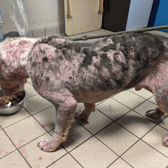Enzo has lost much of his fur to suspected demodex mange (Photo: RSPCA/Supplied)