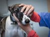 Alabama rot: What you can do to protect your pup - as ten UK dogs diagnosed with deadly disease in 2024