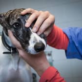 The disease was initially thought to only affect greyhounds (Photo: Adobe Stock)