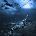 Alex Dawson’s ‘Whale Bones’ won him Underwater Photographer of the Year 2024 (Photo: Alex Dawson/UPY/Supplied)