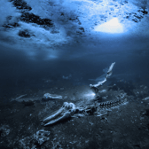 Alex Dawson’s ‘Whale Bones’ won him Underwater Photographer of the Year 2024 (Photo: Alex Dawson/UPY/Supplied)