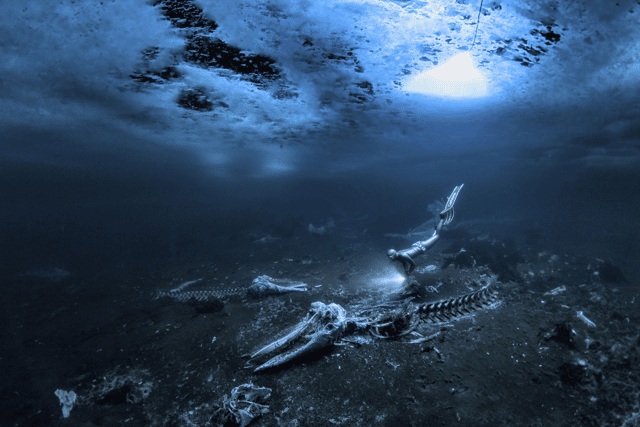 Alex Dawson’s ‘Whale Bones’ won him Underwater Photographer of the Year 2024 (Photo: Alex Dawson/UPY2024)