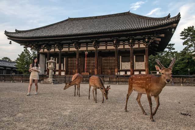 Nara's sacred sika deer are suffering from success (Photo: Carl Court/Getty Images)