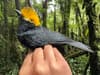 Yellow-crested helmetshrike: First ever pictures as bird feared extinct for 20 years rediscovered