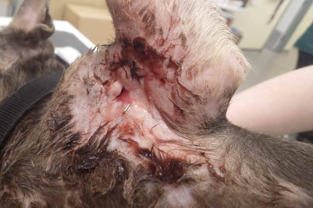 Star's wound had staples and stitches, but a vet said it was unlikely they were done by a qualified professional (Photo: RSPCA/Supplied)