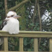 Another kookaburra was spotted in Devon, in 2020 (Photo: Daniel Lazar/SWNS)