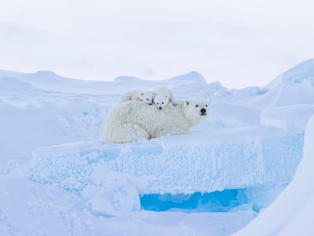 Sometimes the cubs climbed onto their mother's back when the snow was deep (Photo: Paul Goldstein / SWNS)