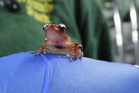 One of the tiny cinnamon froglets (Photo: Cotswold Wildlife Park /PA Wire)