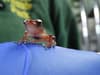 Cinnamon frogs: UK wildlife park second in Europe to breed tiny frogs - as fungi puts population in peril