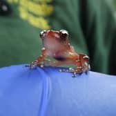 One of the tiny cinnamon froglets (Photo: Cotswold Wildlife Park /PA Wire)