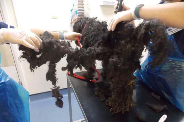Most dogs had to be clipped by vets after they were removed from the property (Photo: RSPCA/Supplied)