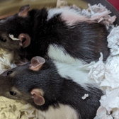 The two rats were found together in their carrier (Photo: RSPCA Cymru/Supplied)