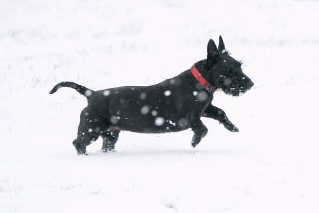 Numbers of Scottish Terrier puppies registered last year were the lowest since records began (Photo: PA Wire)
