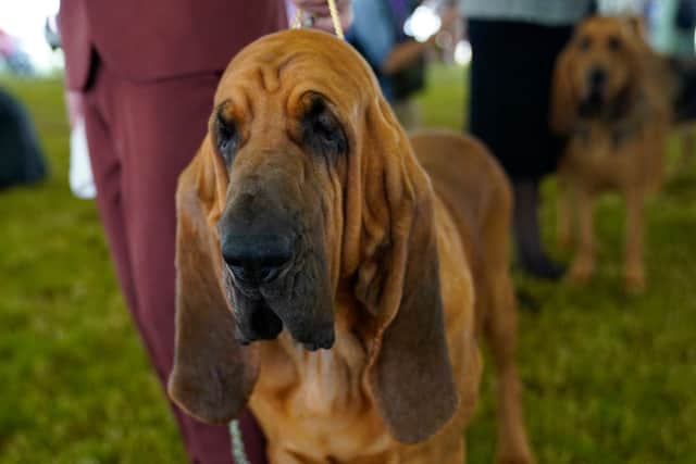 Just 54 bloodhound puppies were born last year (Photo: TIMOTHY A. CLARY/AFP via Getty Images)